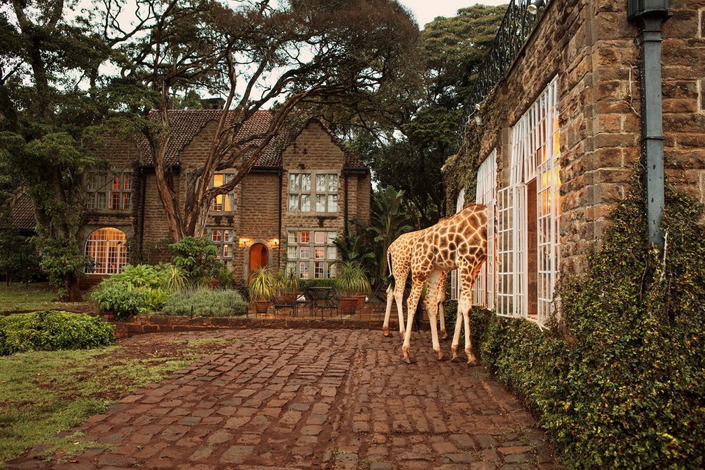 giraffe-manor-lua-de-mel-africa-03
